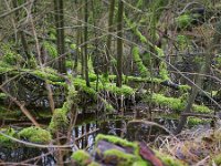 NL, Noord-Brabant, Valkenswaard, De Elshouters 7, Saxifraga-Tom Heijnen