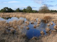 NL, Noord-Brabant, Valkenswaard, De Malpie 1, Saxifraga-Tom Heijnen