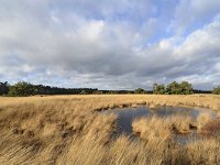 NL, Noord-Brabant, Valkenswaard, De Malpie 3, Saxifraga-Tom Heijnen