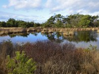 NL, Noord-Brabant, Valkenswaard, De Malpie 5, Saxifraga-Tom Heijnen