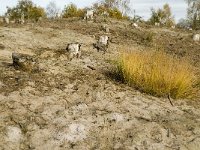 NL, Noord-Brabant, Valkenswaard, De Plateaux 11, Saxifraga-Jan van der Straaten