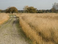 NL, Noord-Brabant, Valkenswaard, De Plateaux 15, Saxifraga-Jan van der Straaten