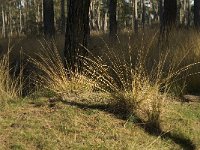 NL, Noord-Brabant, Valkenswaard, De Plateaux 19, Saxifraga-Jan van der Straaten