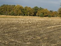 NL, Noord-Brabant, Valkenswaard, De Plateaux 21, Saxifraga-Jan van der Straaten