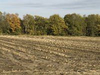 NL, Noord-Brabant, Valkenswaard, De Plateaux 23, Saxifraga-Jan van der Straaten