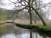 NL, Noord-Brabant, Valkenswaard, Dommel in De Malpie 19, Saxifraga-Tom Heijnen