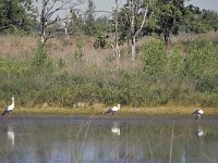 NL, Noord-Brabant, Valkenswaard, Dommel in De Malpie 26, Saxifraga-Tom Heijnen