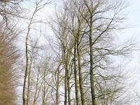 NL, Noord-Brabant, Valkenswaard, Driebruggen 1, Saxifraga-Tom Heijnen