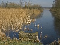 NL, Noord-Brabant, Valkenswaard, Grevenschutsven 11, Saxifraga-Marijke Verhagen