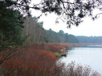 NL, Noord-Brabant, Valkenswaard, Groot Malpieven in De Malpie 1, Saxifraga-Tom Heijnen