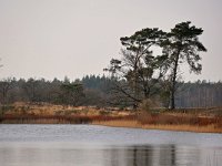 NL, Noord-Brabant, Valkenswaard, Groot Malpieven in De Malpie 4, Saxifraga-Tom Heijnen