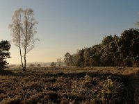 NL, Noord-Brabant, Valkenswaard, Malpie 3, Saxifraga-Harry van Oosterhout : Malpie, heide, berk, sfeer, winter