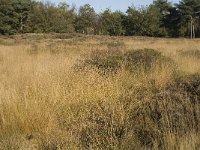 NL, Noord-Brabant, Valkenswaard, Malpiebergsche Heide 8, Saxifraga-Jan van der Straaten