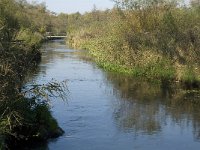 NL, Noord-Brabant, Valkenswaard, Malpiebergsche Heide, Dommel 2, Saxifraga-Jan van der Straaten