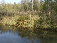 NL, Noord-Brabant, Valkenswaard, Malpiebergsche Heide, Dommel 3, Saxifraga-Jan van der Straaten