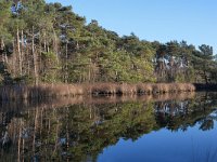 NL, Noord-Brabant, Valkenswaard, Molenven in De Malpie 1, Saxifraga-Tom Heijnen