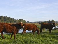 NL, Noord-Brabant, Valkenswaard, Patersgronden 3, Saxifraga-Tom Heijnen