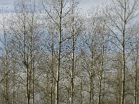 NL, Noord-Brabant, Valkenswaard, Pelterheggen 2, Saxifraga-Marijke Verhagen