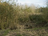 NL, Noord-Brabant, Valkenswaard, Pelterheggen 7, Saxifraga-Jan van der Straaten