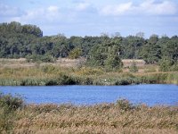 NL, Noord-Brabant, Valkenswaard, Plateaux-Hageven 23, Saxifraga-Tom Heijnen