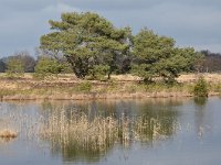 NL, Noord-Brabant, Valkenswaard, Plateaux-Hageven 3, Saxifraga-Tom Heijnen