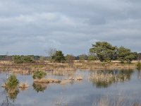 NL, Noord-Brabant, Valkenswaard, Plateaux-Hageven 4, Saxifraga-Tom Heijnen