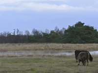 NL, Noord-Brabant, Valkenswaard, Plateaux-Hageven 8, Saxifraga-Tom Heijnen