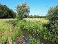 NL, Noord-Brabant, Valkenswaard, Tongelreep in Patersgronden 6, Saxifraga-Tom Heijnen