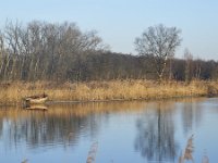 NL, Noord-Brabant, Valkenswaard, Visvijvers in Landgoed Valkenhorst 11, Saxifraga-Tom Heijnen