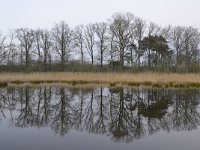 NL, Noord-Brabant, Valkenswaard, Visvijvers in Landgoed Valkenhorst 14, Saxifraga-Tom Heijnen