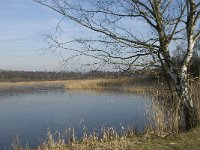 NL, Noord-Brabant, Valkenswaard, fishponds 14, Saxifraga-Jan van der Straaten