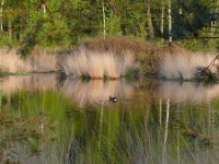 NL, Noord-Brabant, Veldhoven, Groot Vlasroot 1, Saxifraga-Tom Heijnen