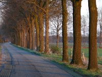 NL, Noord-Brabant, Veldhoven, near Oerle 1, Saxifraga-Tom Heijnen