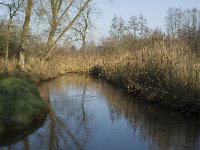 NL, Noord-Brabant, Waalre, De Elshouters, Dommel 6, Saxifraga-Jan van der Straaten