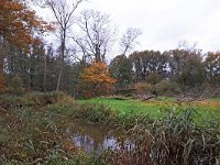 NL, Noord-Brabant, Waalre, Dommel in De Elshouters 8, Saxifraga-Tom Heijnen