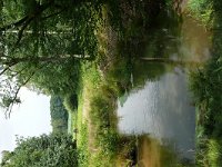 NL, Noord-Brabant, Waalre, Tongelreep near Achtereind 1, Saxifraga-Tom Heijnen