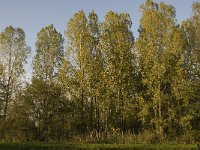 NL, Noord-Brabant, Waalwijk, De Dullaard 20, Saxifraga-Jan van der Straaten