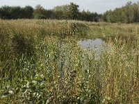 NL, Noord-Brabant, Waalwijk, Meerdijksche Driessen 3, Saxifraga-Jan van der Straaten