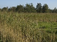 NL, Noord-Brabant, Waalwijk, Meerdijksche Driessen 9, Saxifraga-Jan van der Straaten