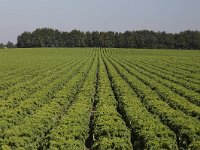 NL, Noord-Brabant, Woensdrecht 7, Saxifraga-Roel Meijer  Brassica oleracea (cultivar group) : Growth, Summertime