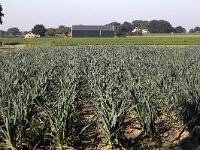 Field with leek  Field with leek growing in the open air : agricultural, agriculture, field, food, green, horticultural, horticulture, many, parcel, row, rows, vegetable, vegetables, leek