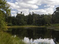 NL, Noord-Brabant, Woensdrecht, Grote Meer 2, Saxifraga-Roel Meijer  Forest pond in nature reserve Grote Meer, Woensdrecht, North Brabant, Netherlands : forest, Grote Meer, natural, nature, nature reserve, rural landscape, tree, woodland, mirroring, reflection