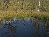 NL, Noord-Brabant, Woensdrecht, de Zoom, Kortenhoeff 2, Saxifraga-Jan van der Straaten