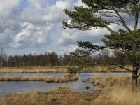 NL, Noord-Brabant, Woensdrecht, de Zoom, Kortenhoeff, Wasven 2, Saxifraga-Jan van der Straaten