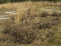 NL, Noord-Brabant, Woensdrecht, de Zoom, Kriekelareduinen 1, Saxifraga-Jan van der Straaten