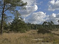 NL, Noord-Brabant, Woensdrecht, de Zoom, Kriekelareduinen 2, Saxifraga-Jan van der Straaten