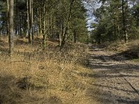 NL, Noord-Brabant, Woensdrecht, de Zoom, Kriekelareduinen 3, Saxifraga-Jan van der Straaten