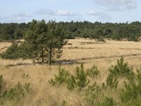 NL, Noord-Brabant, Woensdrecht, de Zoom, Kriekelareduinen 6, Saxifraga-Marijke Verhagen