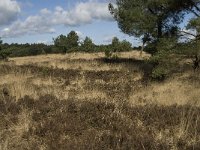 NL, Noord-Brabant, Woensdrecht, de Zoom, Kriekelareduinen 8, Saxifraga-Jan van der Straaten