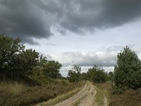 NL, Noord-Brabant, Zundert, Oude Buisse Heide 14, Saxifraga-Jan van der Straaten